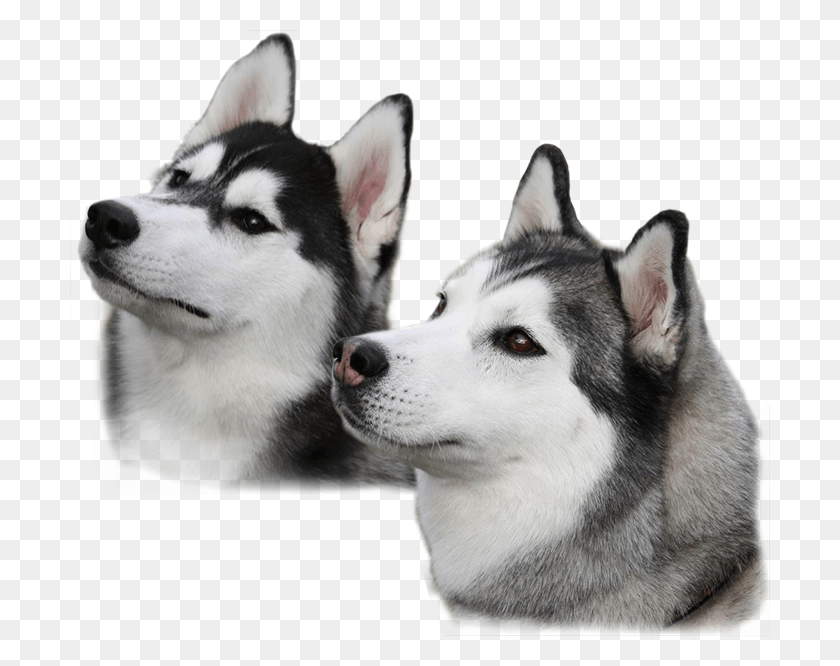700x606 Cachorros De Husky Con Fondo Transparente, Perro, Mascota, Canino Hd Png