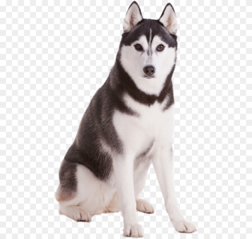 Husky Background, Animal, Canine, Dog, Mammal Transparent PNG
