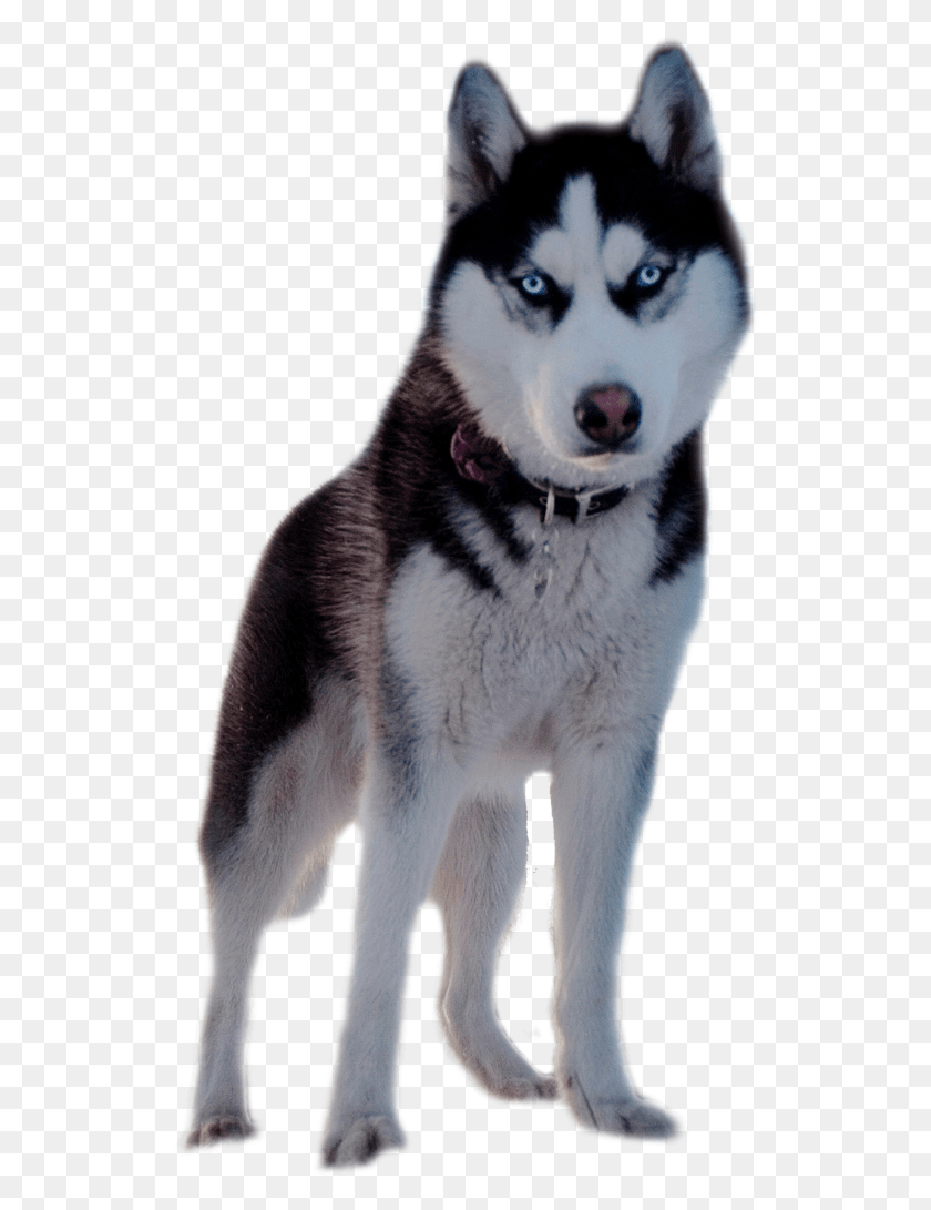 530x1031 Husky Wallpaper Phone, Dog, Pet, Canine HD PNG Download