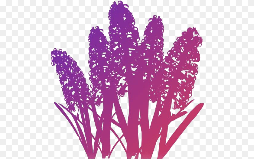 509x526 Hyacinth Flower Clipart Flower, Purple, Food, Produce, Plant PNG