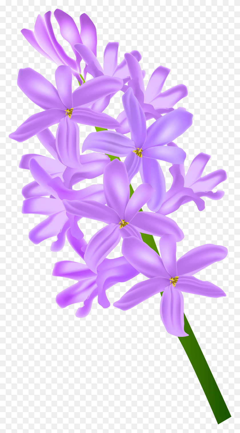 3152x5875 Hyacinth Transparent Clip Purple Hyacinth Transparent, Plant, Flower, Blossom HD PNG Download