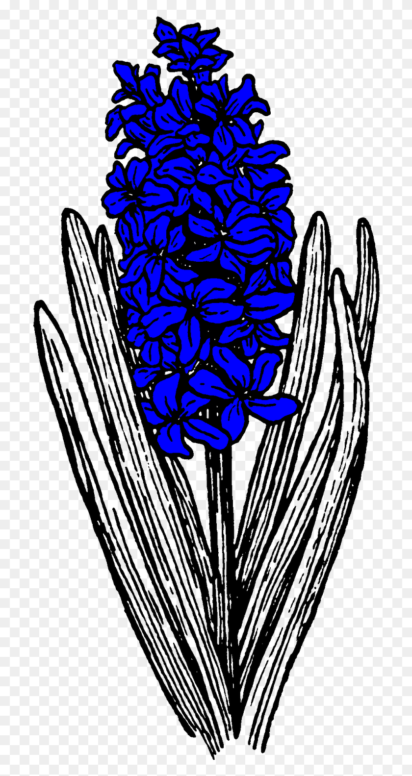 712x1523 Jacintos En Flor En El Jardín De La Pared De Pell, Tatuaje De Jacinto Blanco Y Negro, Gráficos, Diseño Floral Hd Png