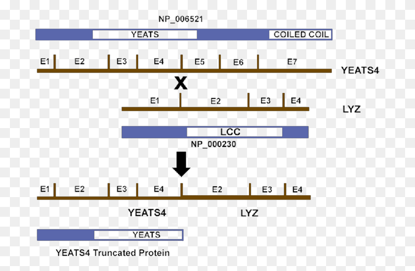 699x490 Hybrid Gene And Protein Produced By T Q15 Yeats4 Protein Structure, Scoreboard, Text, Number HD PNG Download