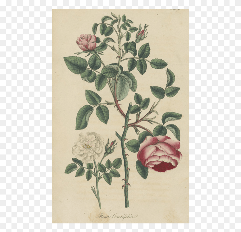 480x751 Rosa De Té Híbrida, Diseño Floral, Patrón, Gráficos Hd Png