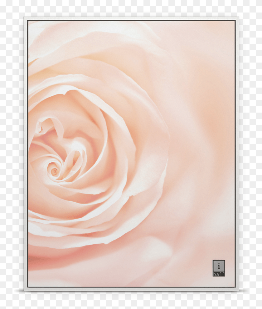 754x928 Hybrid Tea Rose, Phone, Electronics, Mobile Phone HD PNG Download
