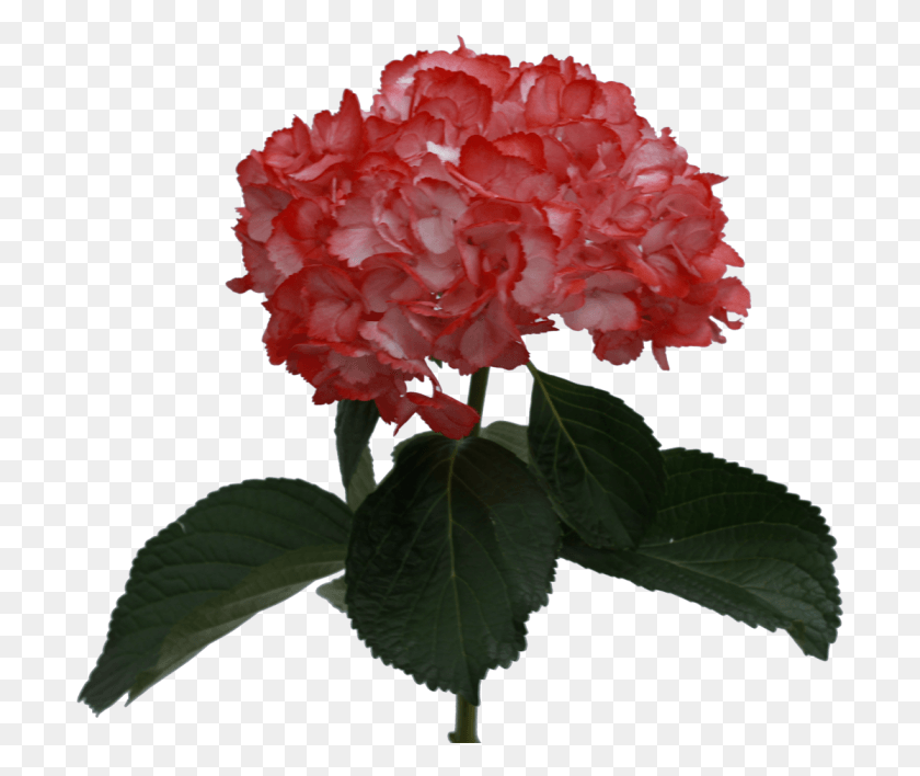 701x648 Hydrangea, Plant, Flower, Blossom HD PNG Download
