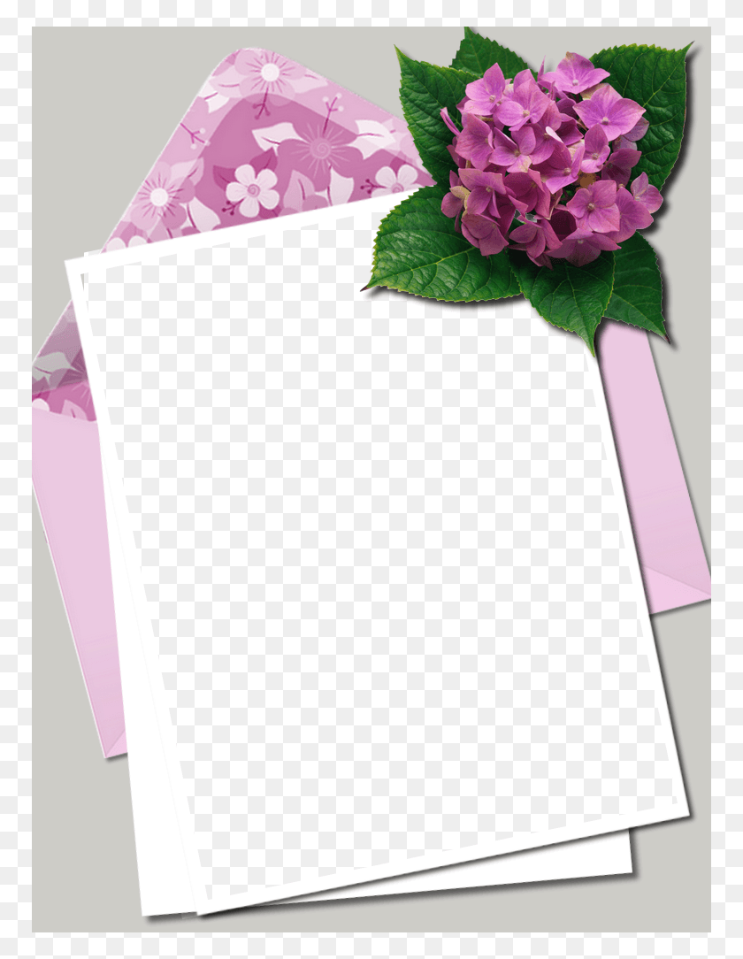 768x1024 Hydrangea, Plant, Flower, Blossom HD PNG Download