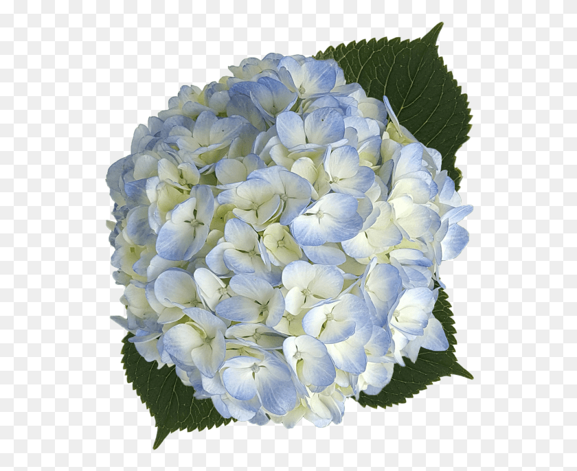 543x626 Hortensia Azul, Geranio, Flor, Planta Hd Png