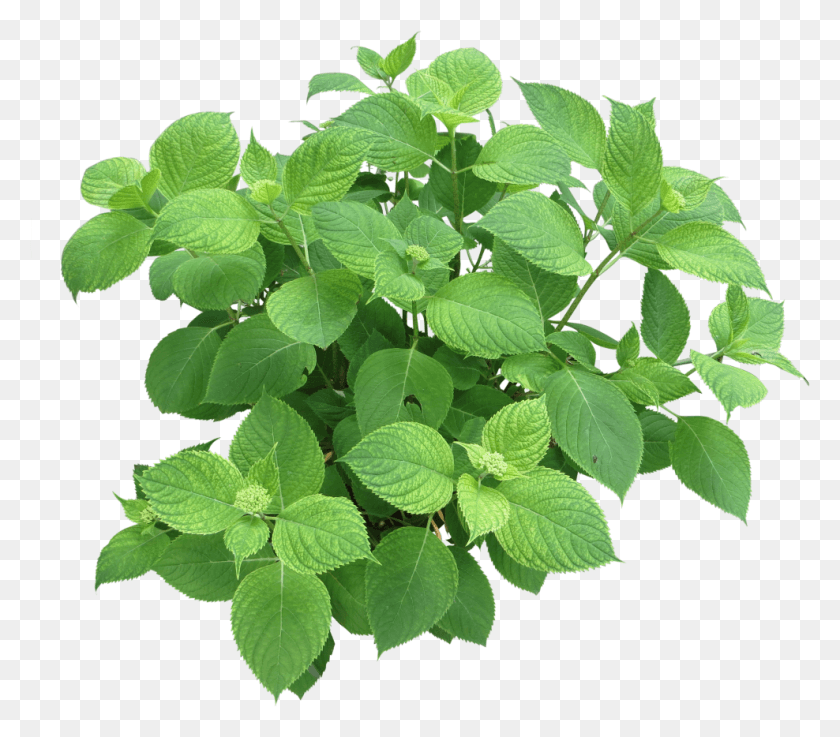 988x858 Hydrangea Branch For Renderings Hydrangea Photoshop, Leaf, Plant, Potted Plant HD PNG Download