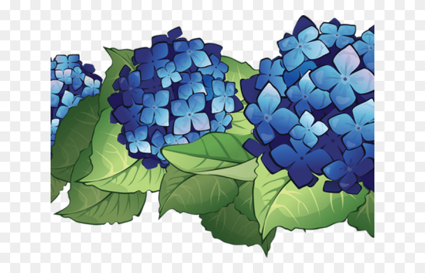 640x480 Hydrangea Clipart, Graphics, Plant HD PNG Download