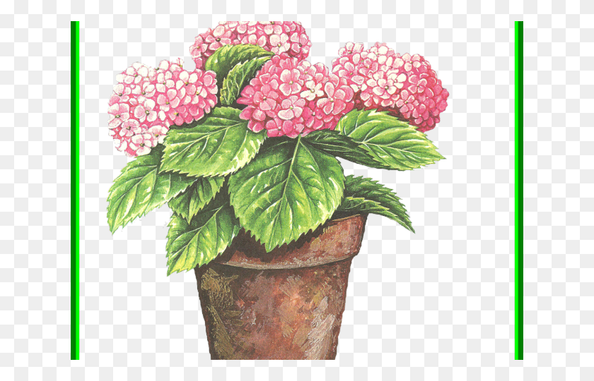 640x480 Hydrangea Clipart Plant, Flower, Blossom, Floral Design HD PNG Download