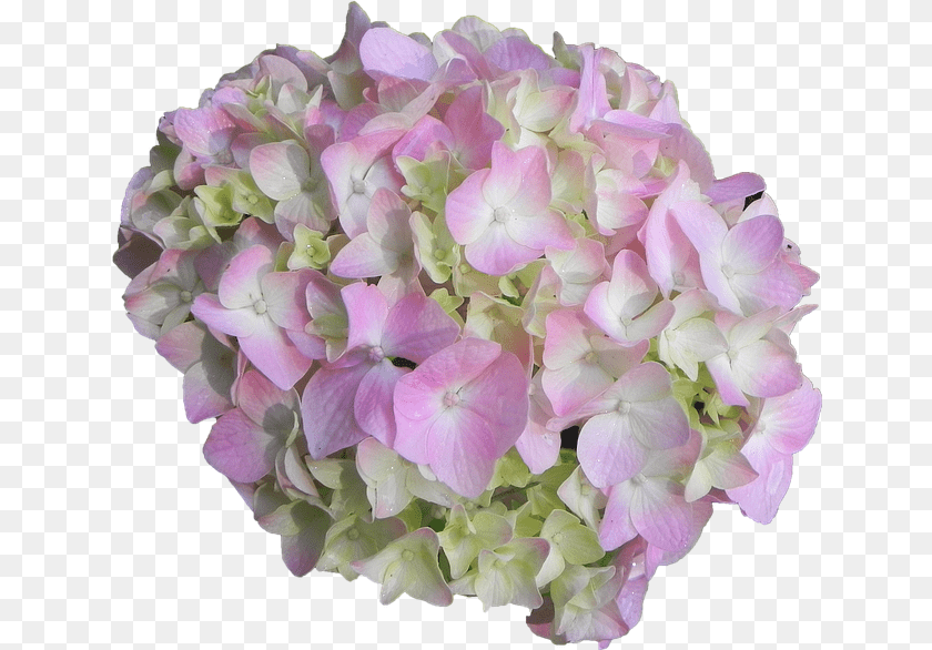 641x586 Hydrangea Flower Pink Hydrangea Flower, Flower Arrangement, Flower Bouquet, Geranium, Petal PNG