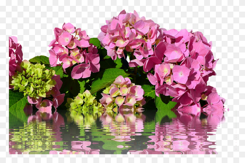 1281x820 Гортензия Изолированный Цветок Искусственный Цветок, Растение, Герань, Лепесток Hd Png Скачать