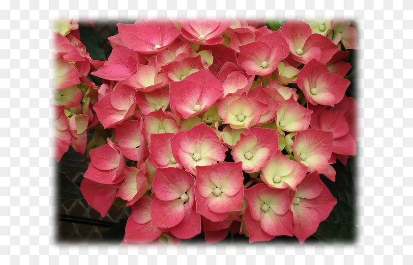 640x480 Гортензия Macrophylla All Summer Beauty Hydrangea Serrata, Растение, Герань, Цветок Png Скачать
