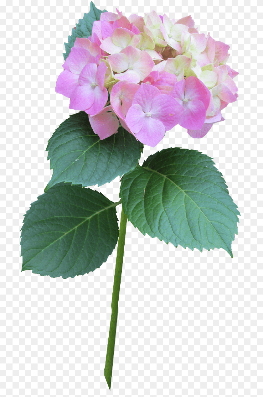 721x1267 Hydrangea Pink Stem Pictures Hydrangea Flower Plant Hydrangea Paniculata Pink Lady Tubes, Geranium, Flower Arrangement, Flower Bouquet, Petal PNG