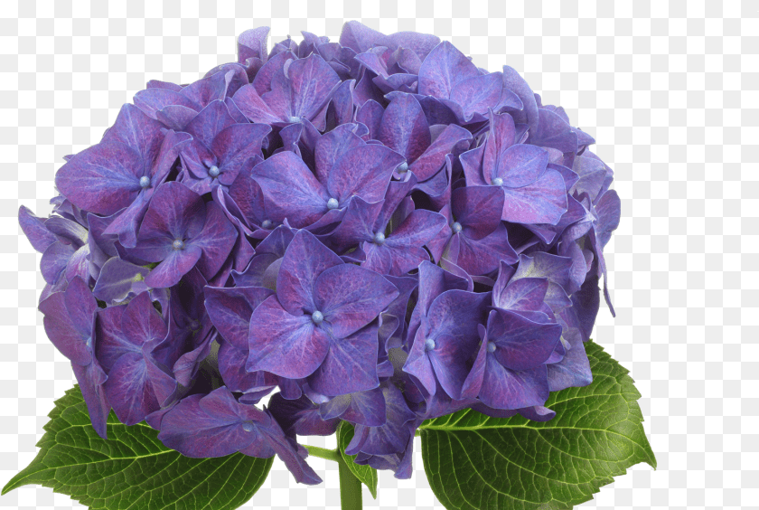 Hydrangea Rodeo Marginpar Hydrangea, Flower, Geranium, Plant, Flower Arrangement Clipart PNG
