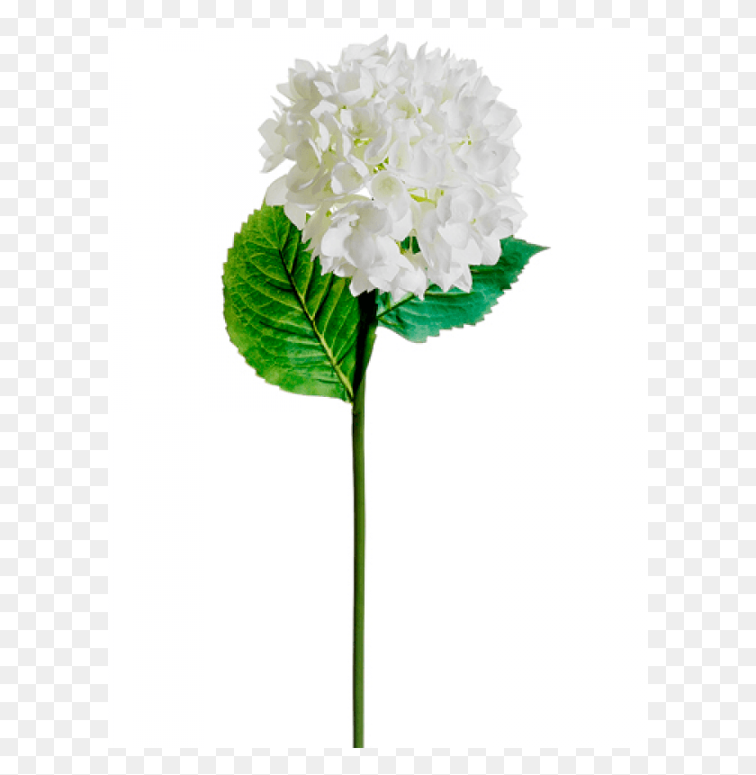 601x801 Hydrangea Spray White Artificial Flower, Plant, Blossom, Petal HD PNG Download