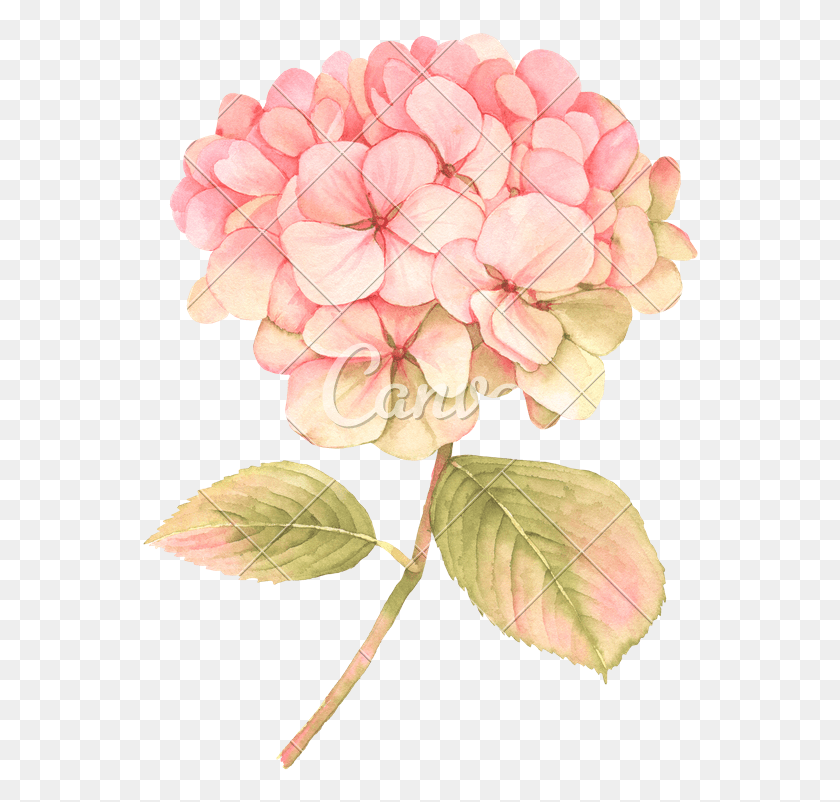 560x742 Гортензия Прозрачная Акварель, Растение, Цветок, Цветение Png Скачать