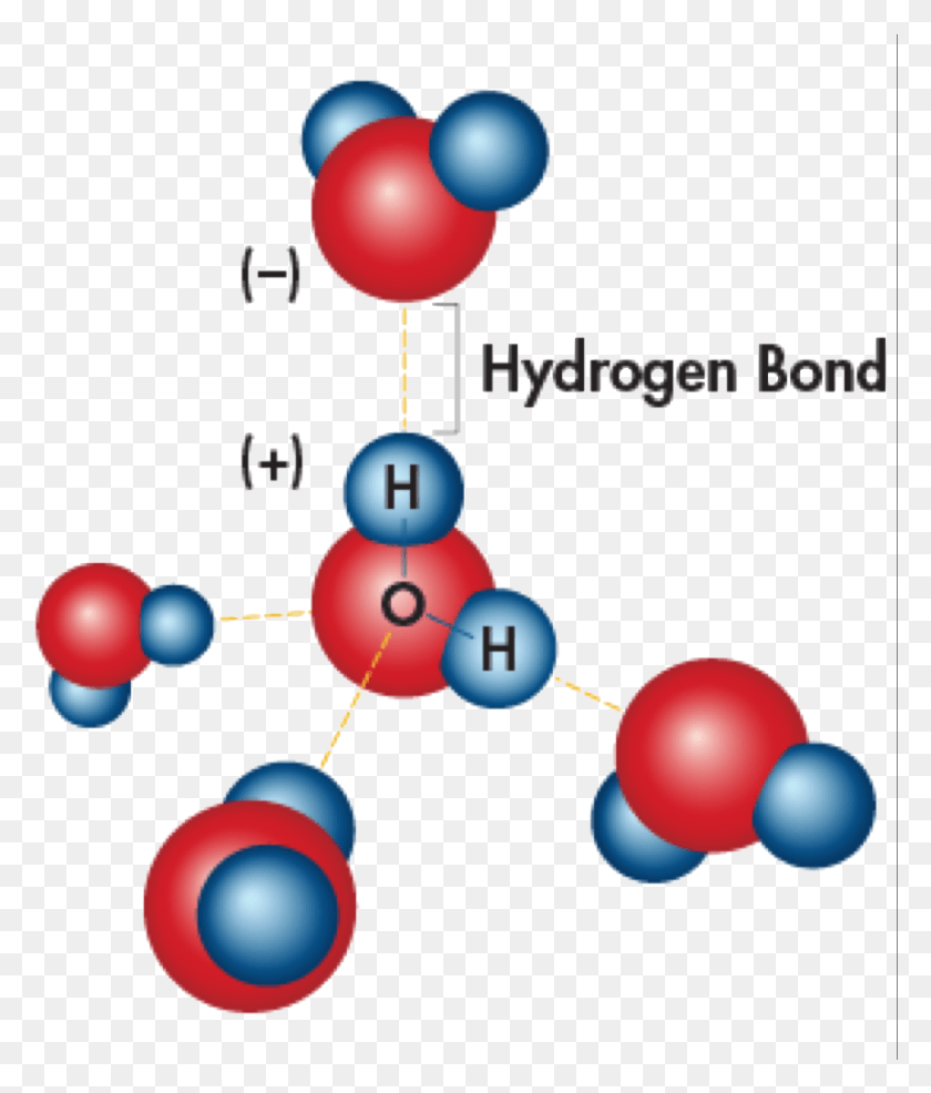860x1021 Hydrogen Bonding Is The Effect Of Water Molecules Attracted Properties Of Water Cohesion, Sphere, Balloon, Ball HD PNG Download