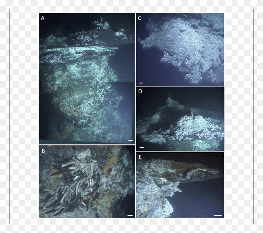 850x747 Hydrothermal Flanges At Big Pagoda Marine Biology, Nature, Outdoors, Water HD PNG Download