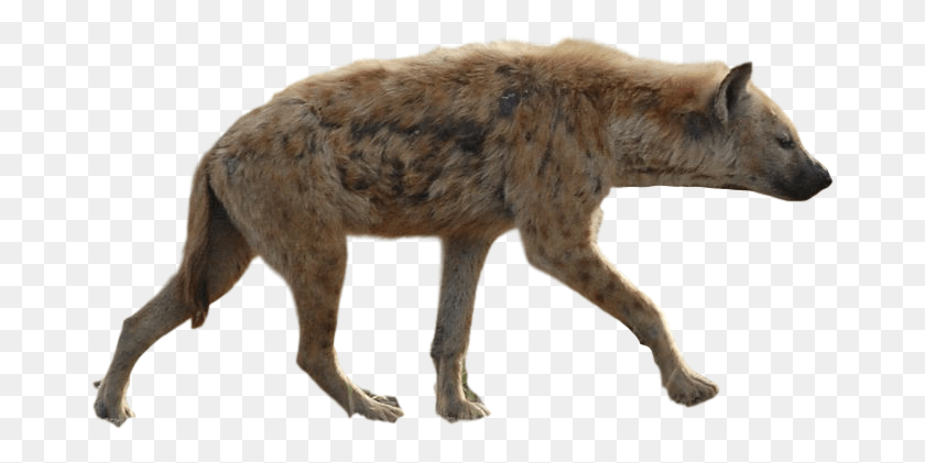 675x361 Hyena Background Hyena, Mammal, Animal, Wildlife HD PNG Download