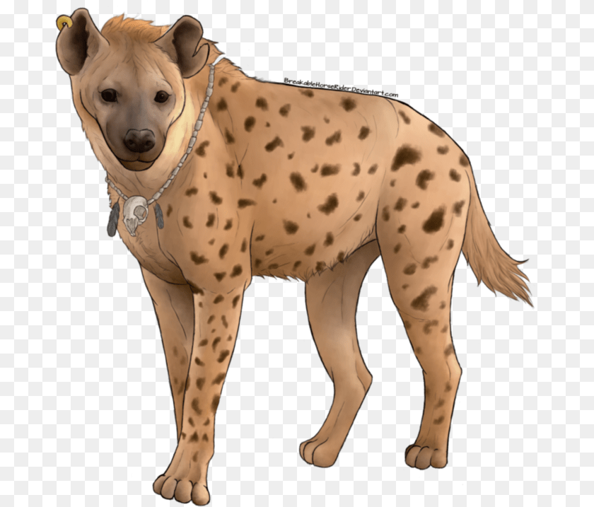 689x717 Hyena Download With Background Background Wild Animals, Animal, Canine, Dog, Mammal Transparent PNG