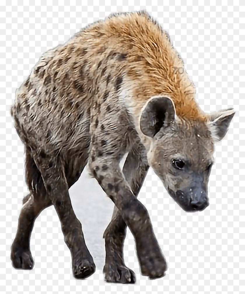 1024x1246 Hyena Spotted Hyena, Cow, Cattle, Mammal HD PNG Download