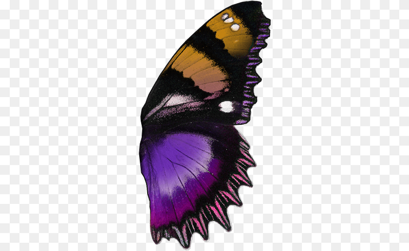 Hypolimnas Dexithea, Purple, Animal, Person, Butterfly PNG