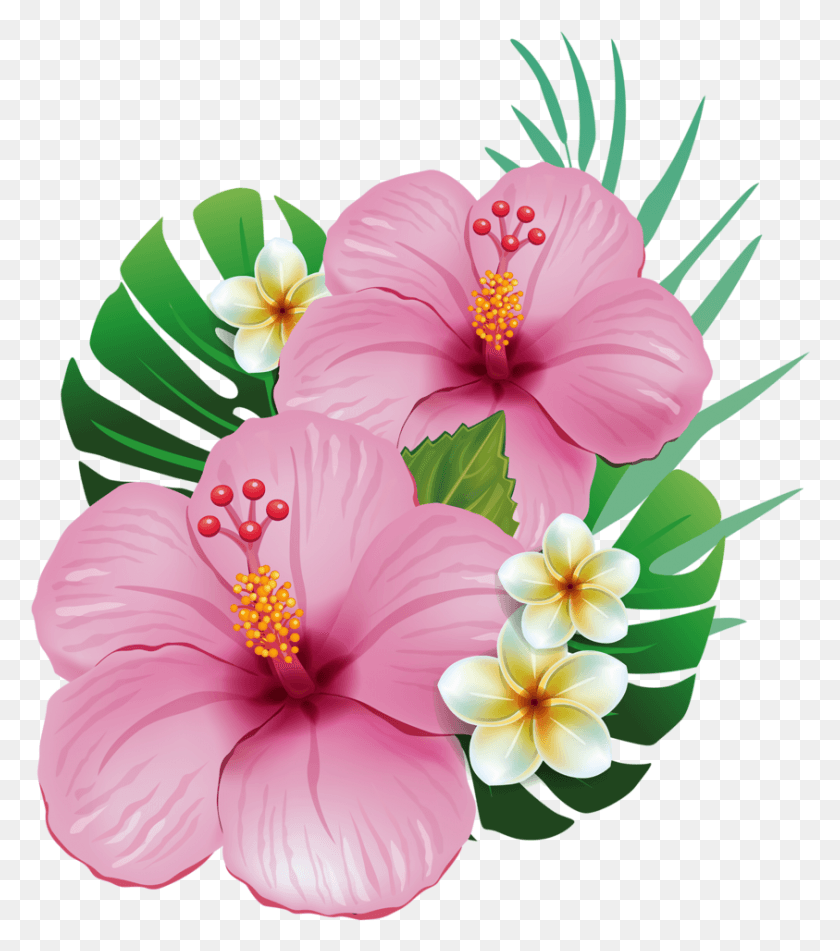 843x964 I Actually Have Two Of These Hawaiian Trees With The Flores Moana, Hibiscus, Flower, Plant HD PNG Download