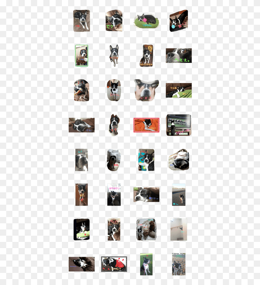 400x859 Descargar Png / Soy Un Atún De Boston Terrier Siamés, Collage, Cartel, Publicidad Hd Png