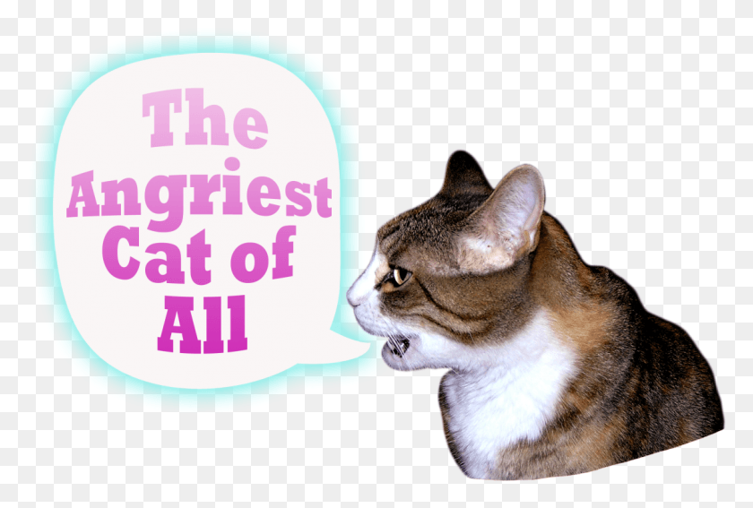1129x734 I Am A Very Angry Cat, Abyssinian, Pet, Mammal HD PNG Download