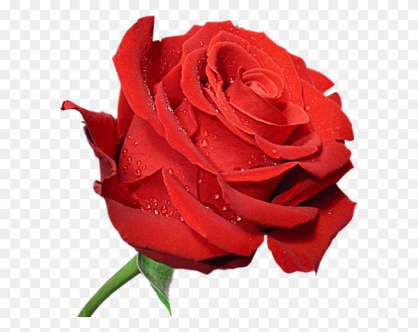 600x608 Я Посылаю Вам Мою Любовь Цветы Большое Изображение Розы, Цветок, Растение, Цветение Hd Png Скачать