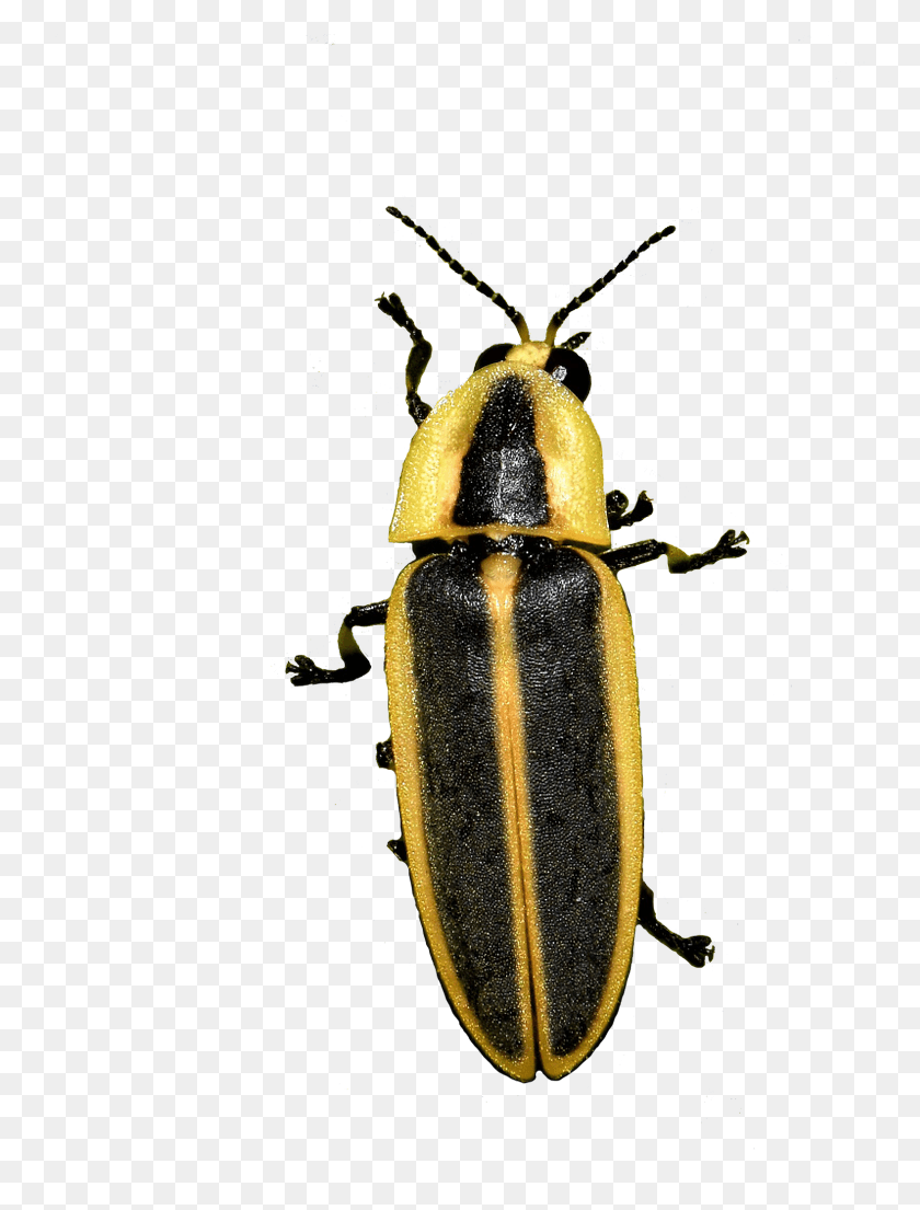 745x1045 I Can39t Wait For Her To Kick Off Soldier Beetle, Firefly, Insect, Invertebrate HD PNG Download