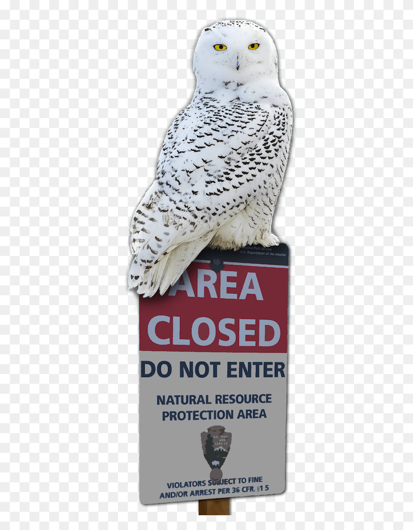 438x1017 I Just Added A New Snowy Owl Design To My Cafepress Not Enter Sign, Bird, Animal, Chicken HD PNG Download