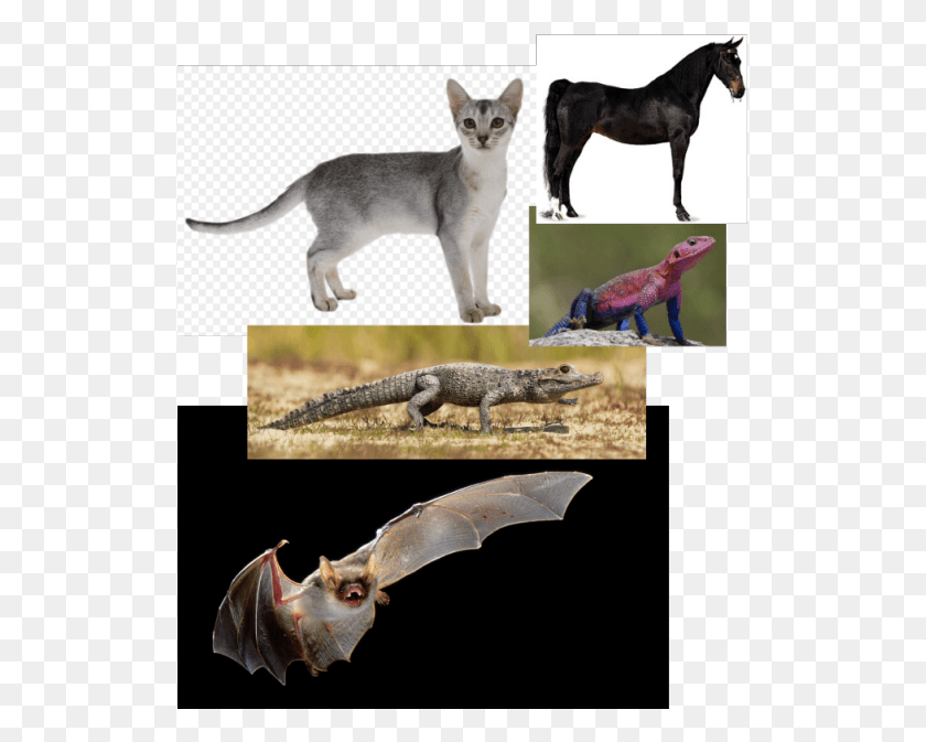 519x613 I Just Know How Cats Move Realllyyyyy Welll So I Like Gray Cat Transparent Background, Lizard, Reptile, Animal HD PNG Download