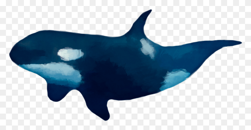 1000x482 I Spend My Time Swimming Around Where My Predators Killer Whale, Mammal, Animal, Sea Life HD PNG Download