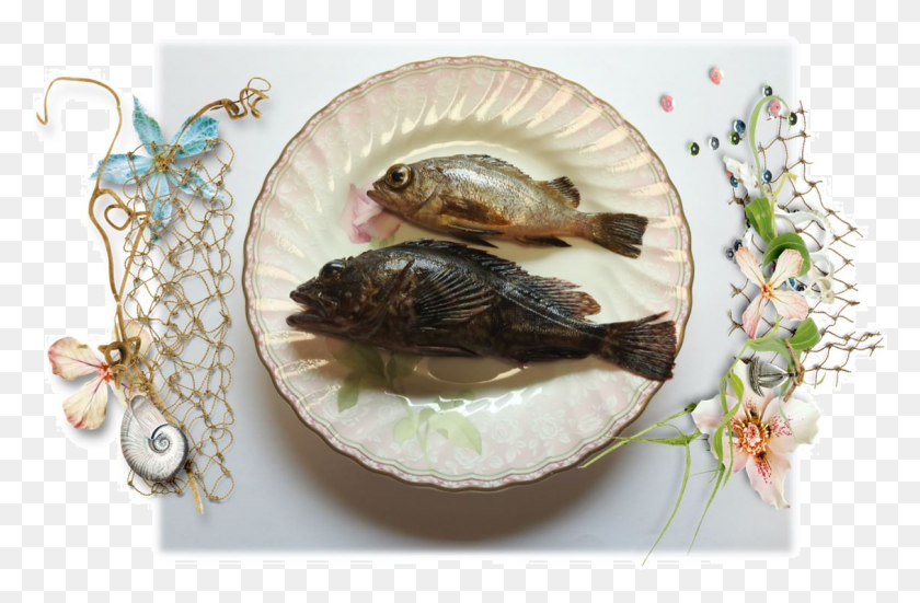 1130x712 I Thought I39d Show You Cooked Fish Bass, Perch, Animal, Bird HD PNG Download