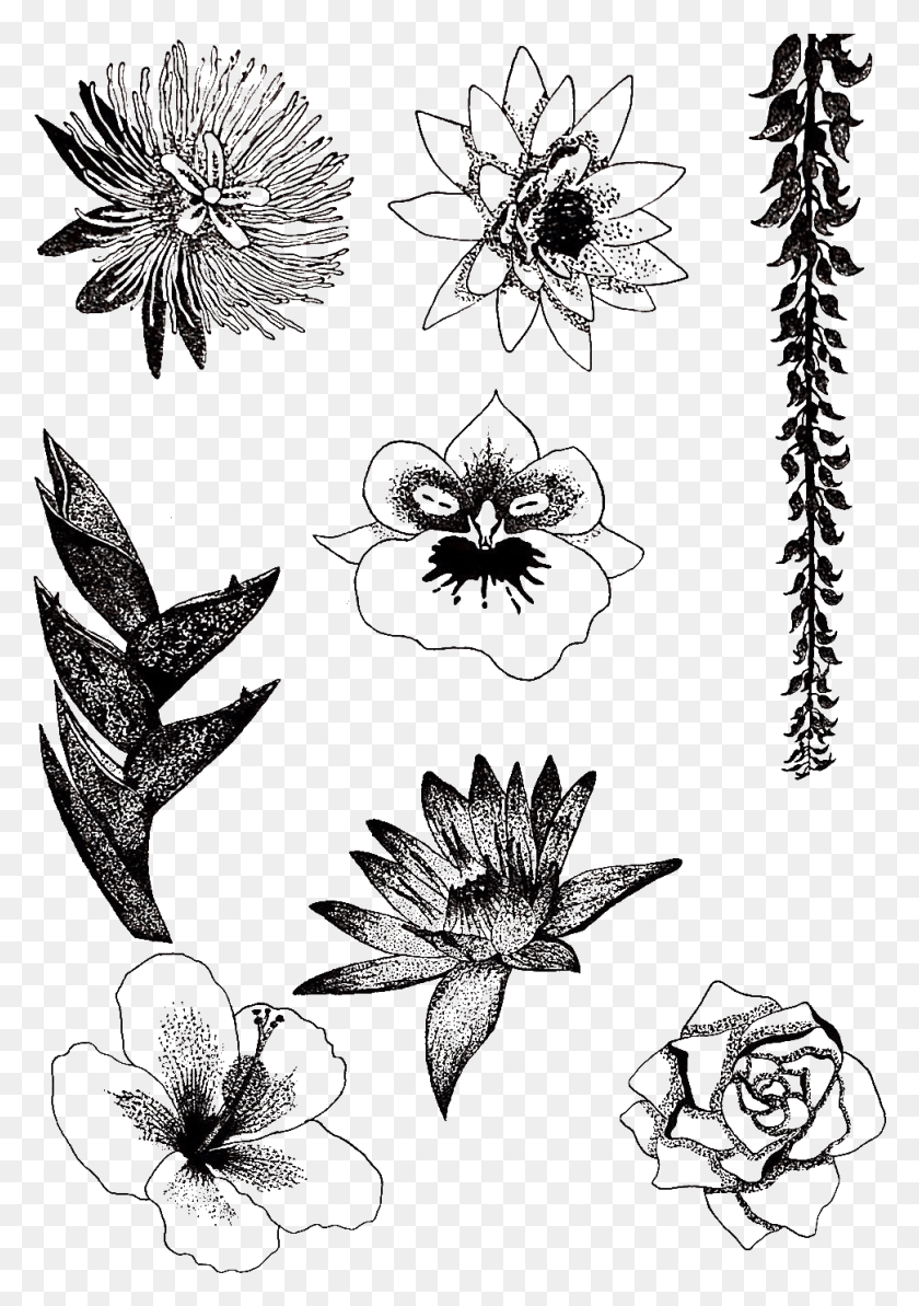 971x1411 I Used Chinese Ink And A Fountain Pen To Create The, Snowflake, Spider Web HD PNG Download