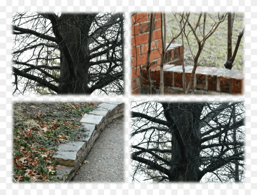 1024x761 I Walk Out And Can Hear The Flakes Hitting The Ground Snow, Tree, Plant, Collage HD PNG Download