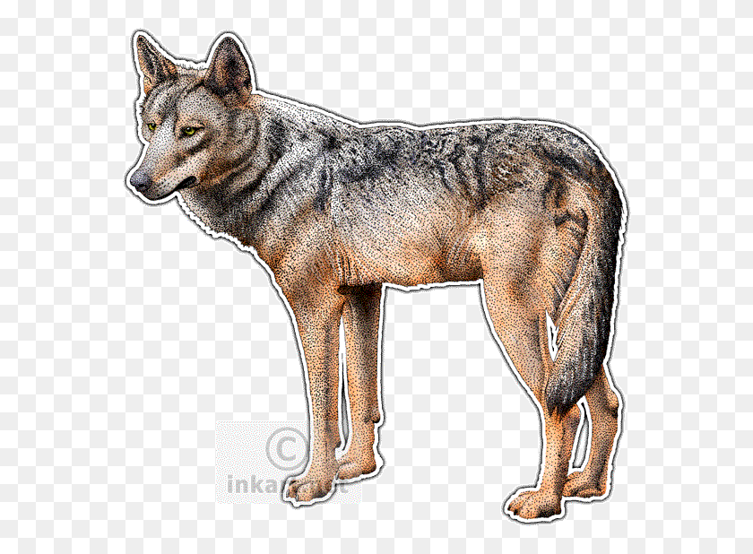 570x558 Lobo Ibérico, Mamífero, Animal, Lobo Rojo Hd Png