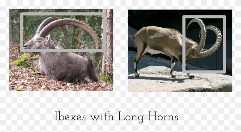 861x445 Ibex Goat Female Mountain Goat Horns, Antelope, Wildlife, Mammal HD PNG Download