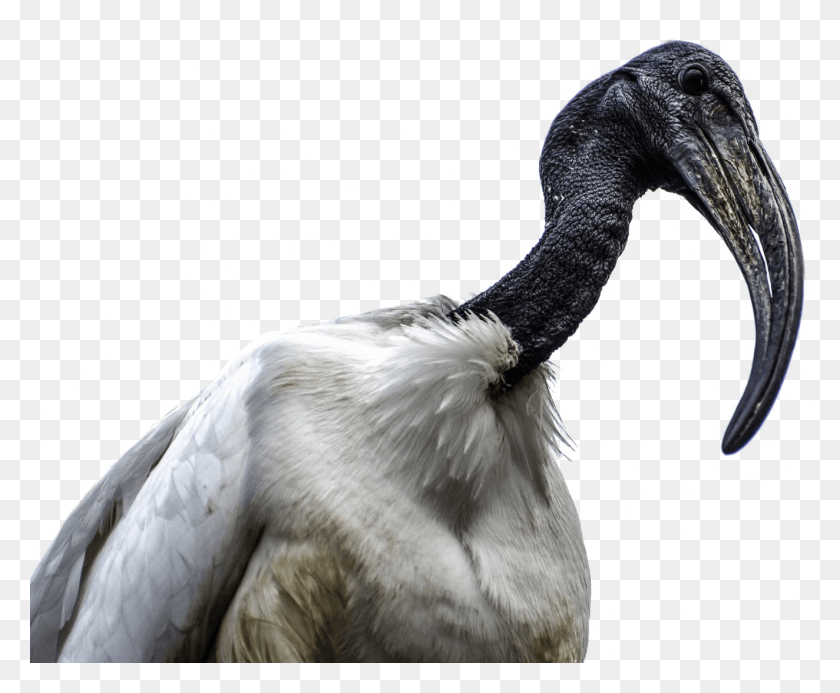 1324x1076 Ibis Bird, Animal, Stork, Beak HD PNG Download