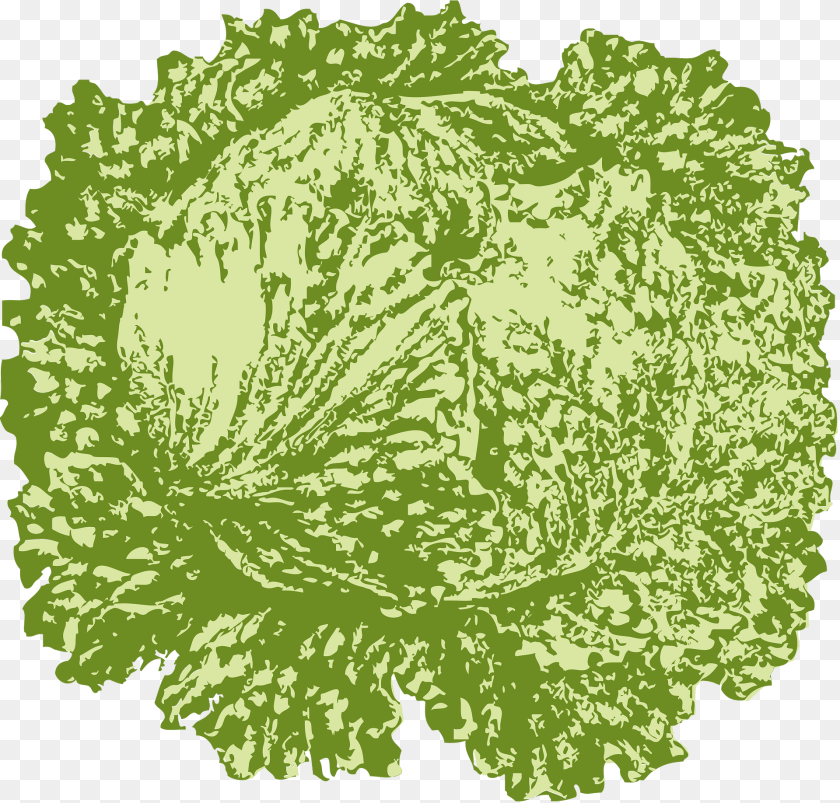 Iceberg Lettuce Food, Leafy Green Vegetable, Plant, Produce Clipart PNG