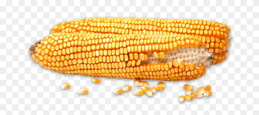 690x315 Icmccornhomepage Corn Kernels, Plant, Vegetable, Food HD PNG Download