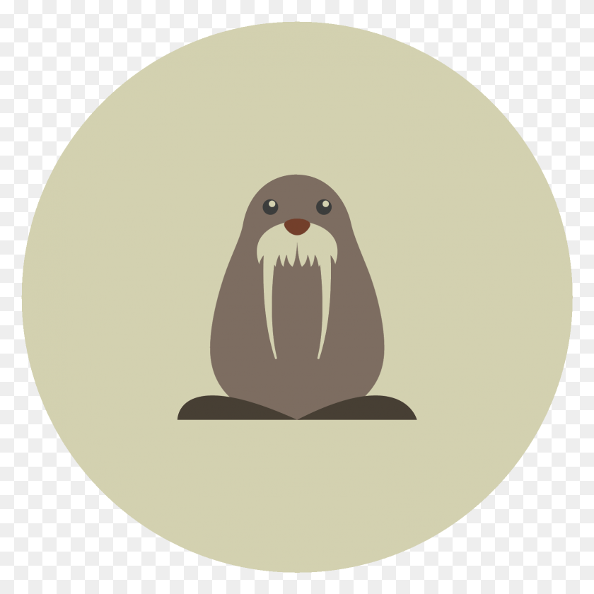 1553x1553 Icon Free And This Is Walrus, Animal, Bird, Kiwi Bird HD PNG Download