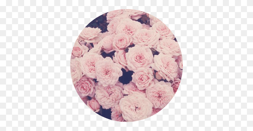 374x374 Значок Иконки Фоновое Изображение Tumblr Розы Цветок Розы Flowersfr Fondos Para Whatsapp Floreados, Растение, Цветок, Цветение Hd Png Скачать