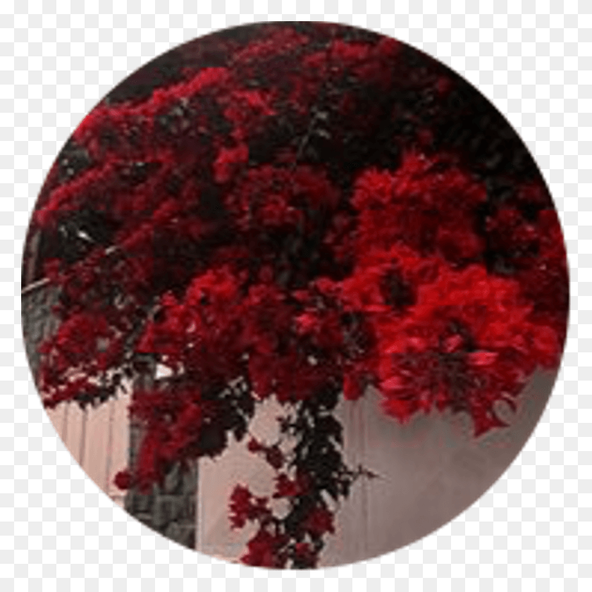 1024x1024 Значок Стикер Красный Эстетический Круг Прозрачный, Растение, Дерево, Клен Hd Png Скачать