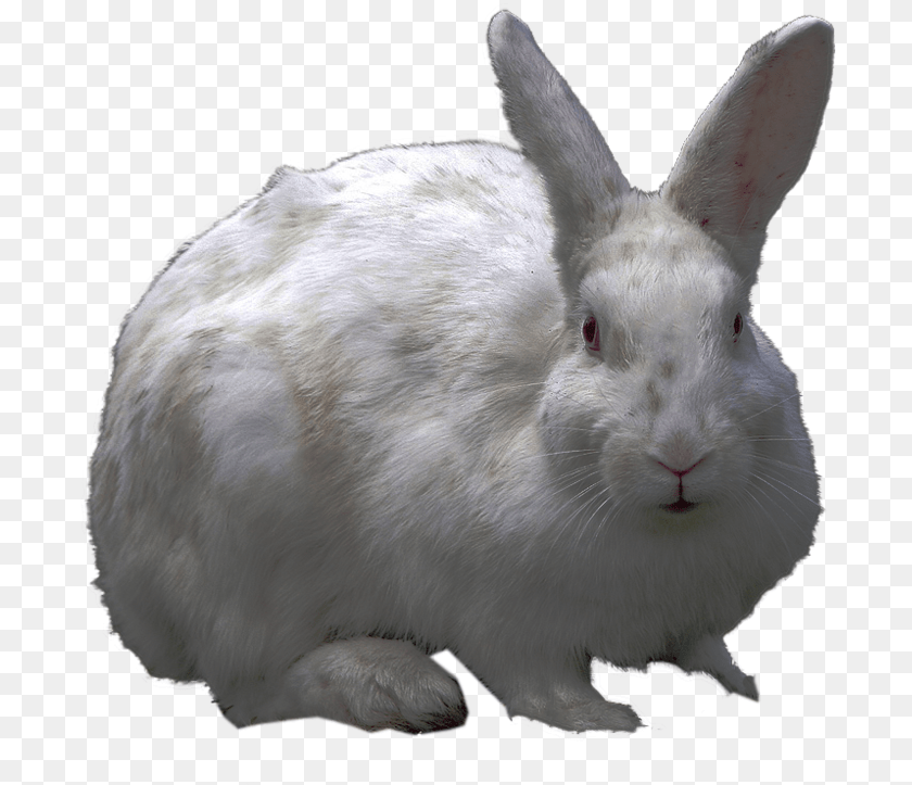Icons Rabbit Hd Background, Animal, Mammal, Rat, Rodent Transparent PNG