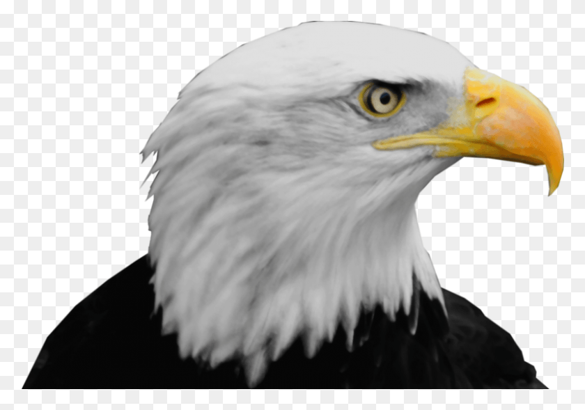 800x543 Ideas Bald Eagle Bald Eagle Head, Bird, Animal, Eagle HD PNG Download