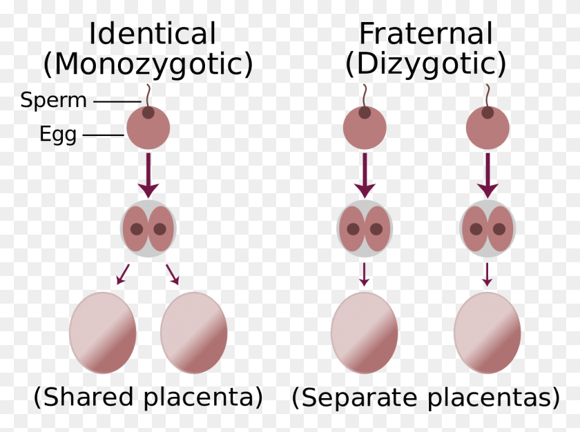 1189x864 Identical Fraternal Sperm Egg Identical And Fraternal Twins, Text, Ornament, Number Descargar Hd Png